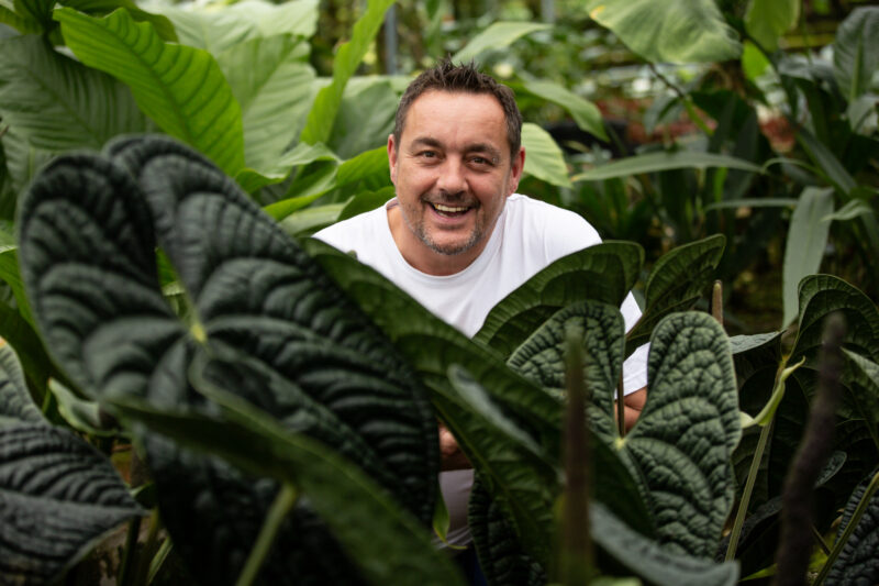 Anthurium Luxurians