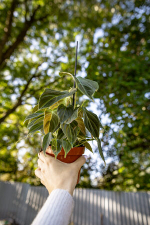 Philodendron Splendid