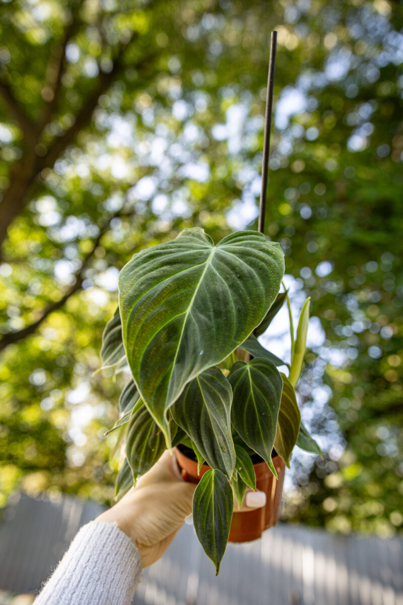 Philodendron Splendid