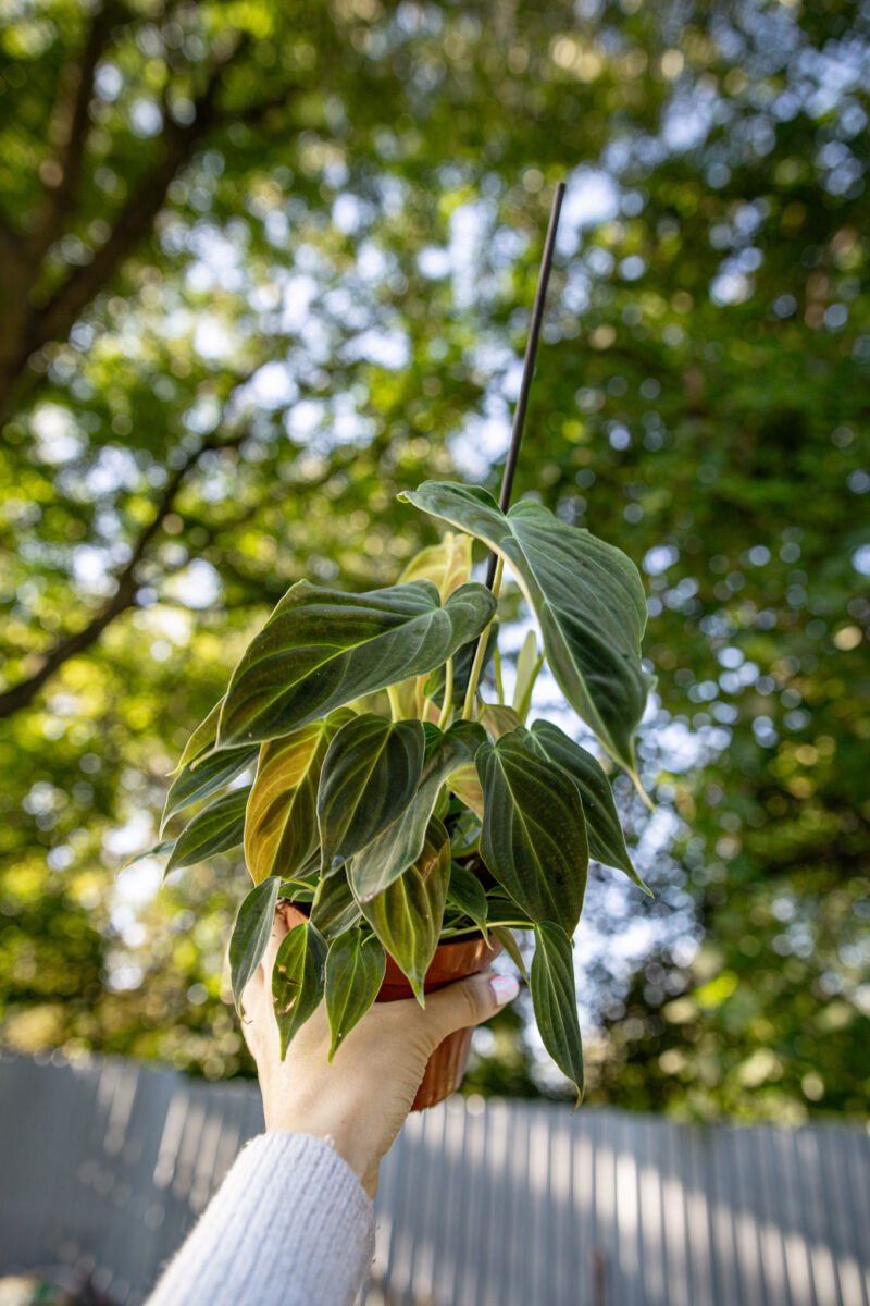Philodendron Splendid