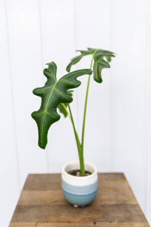 Alocasia Portei
