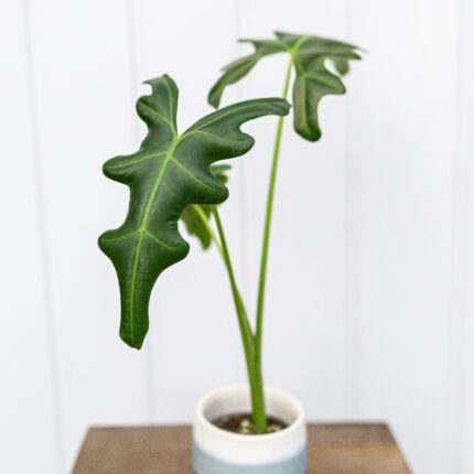 Alocasia Portei