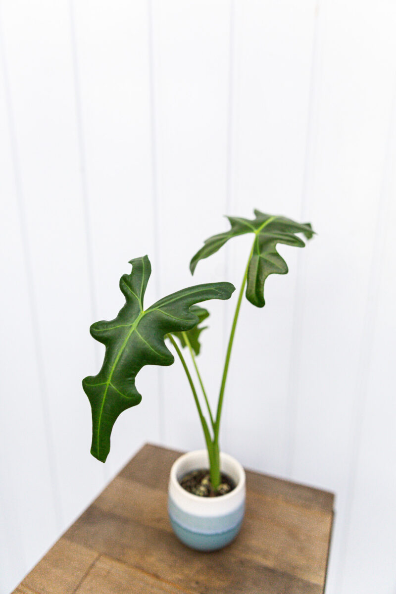 Alocasia Portei