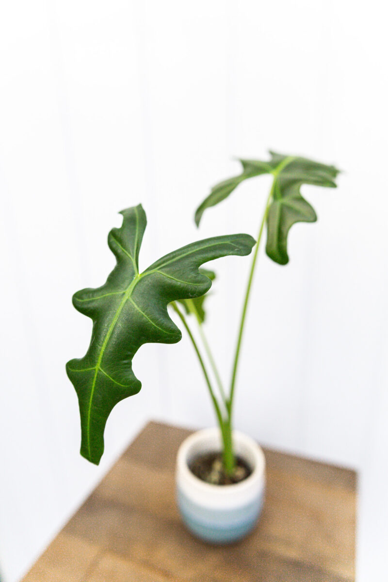 Alocasia Portei