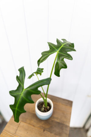 Alocasia Portei