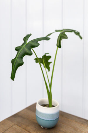Alocasia Portei