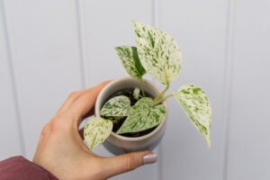 Epipremnum ‘Snow Queen’