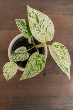 Epipremnum ‘Snow Queen’