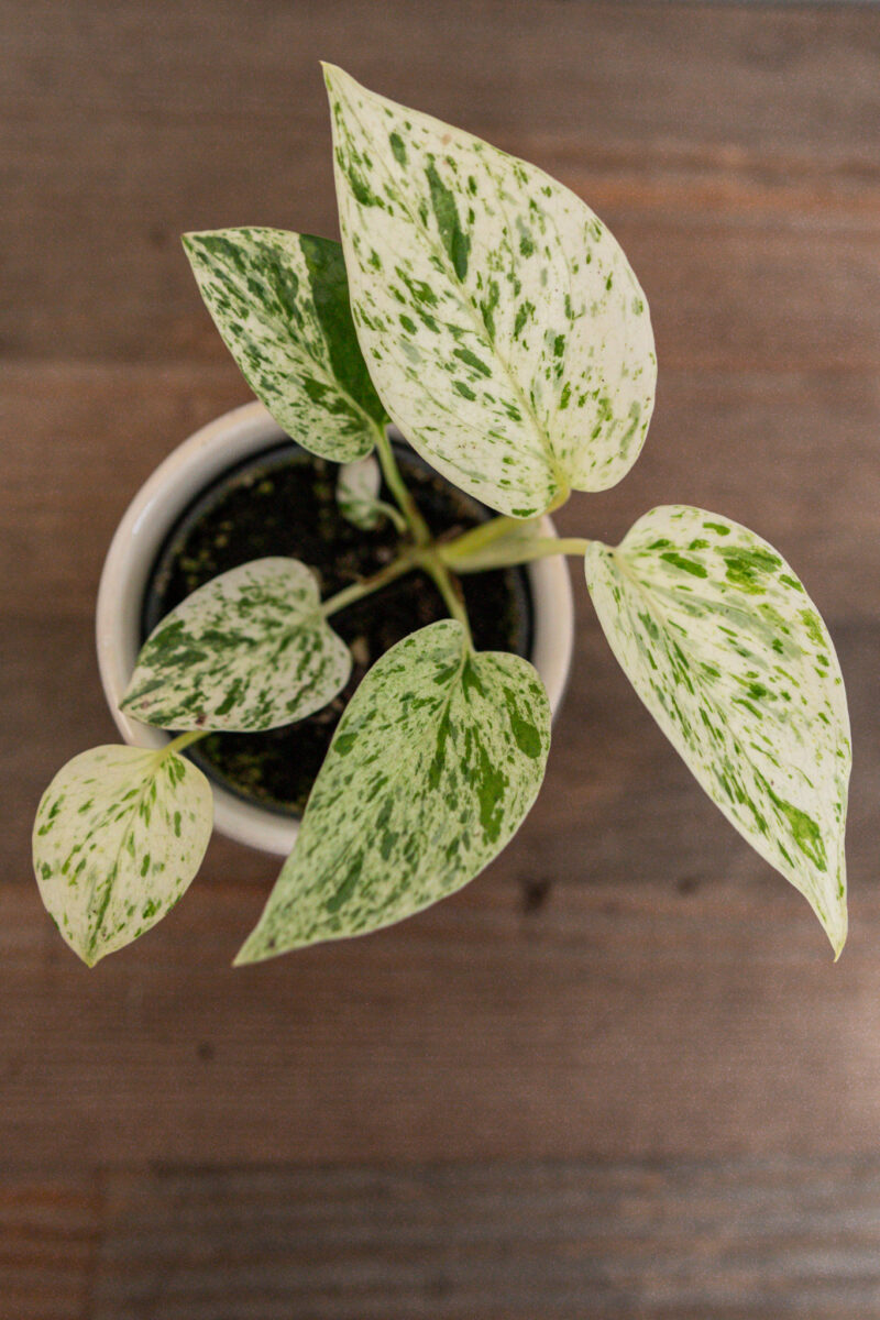 Epipremnum ‘Snow Queen’