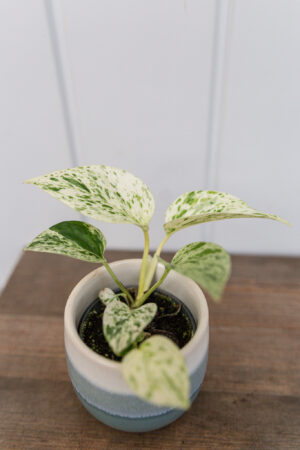 Epipremnum ‘Snow Queen’