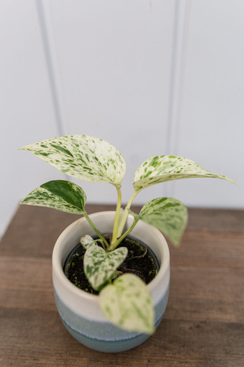 Epipremnum ‘Snow Queen’