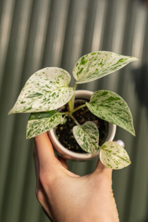 Epipremnum ‘Snow Queen’