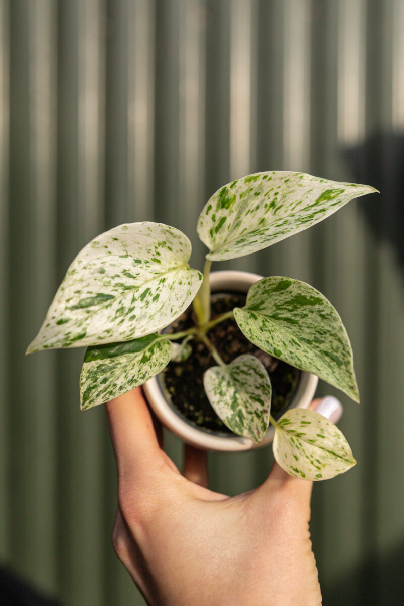 Epipremnum ‘Snow Queen’