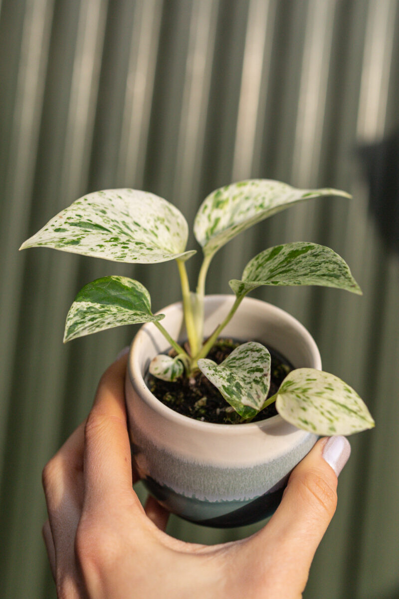 Epipremnum ‘Snow Queen’