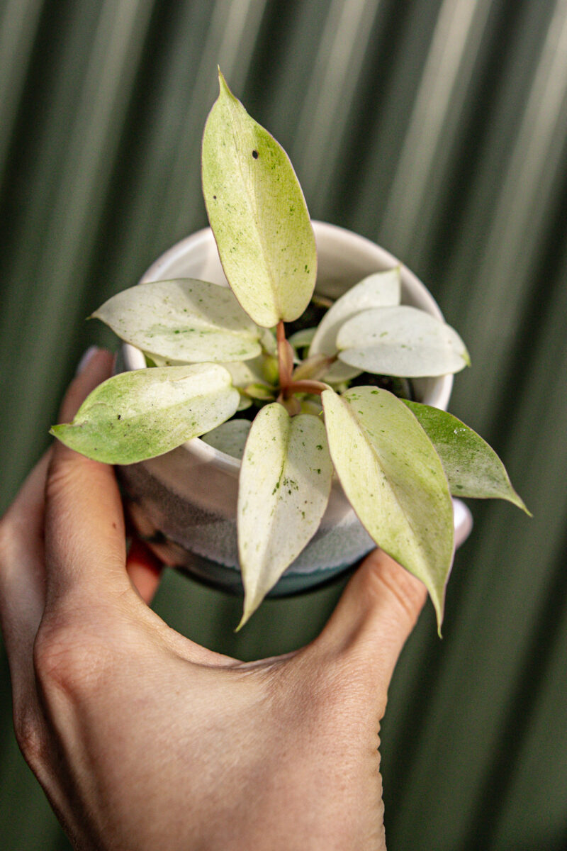 Philodendron Snowdrift