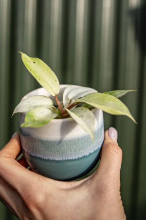 Philodendron Snowdrift