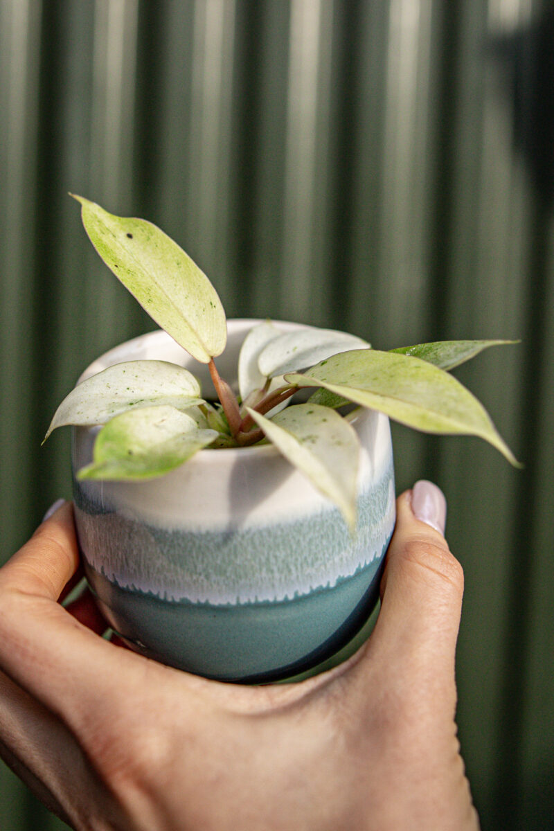 Philodendron Snowdrift