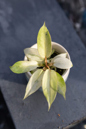 Philodendron Snowdrift