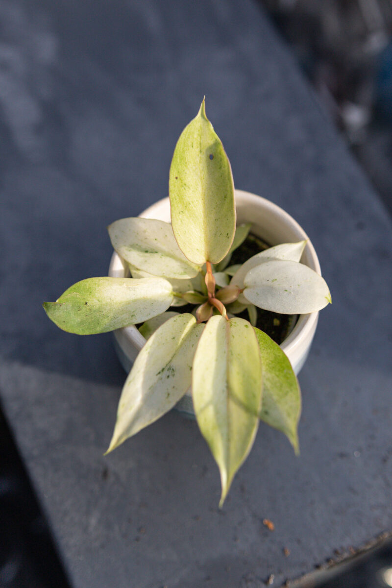 Philodendron Snowdrift