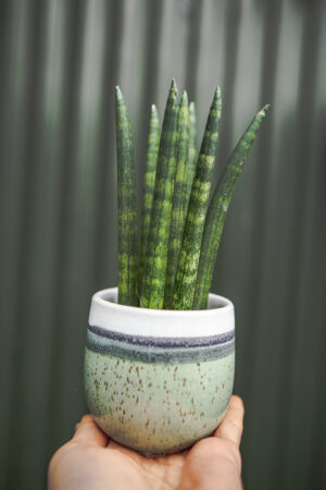 Sansewieria cylindryczna ‘Straight’