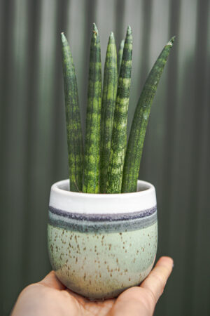 Sansewieria cylindryczna ‘Straight’