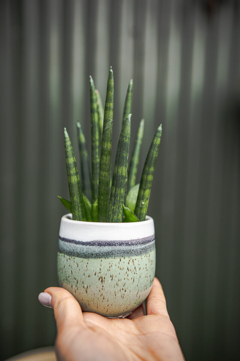 Sansevieria ‘Mini Rocket’