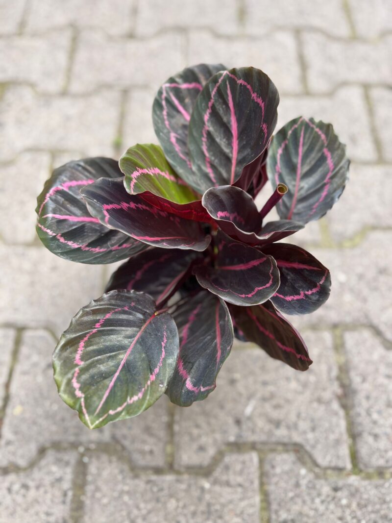 Calathea roseopicta ‘Dottie’