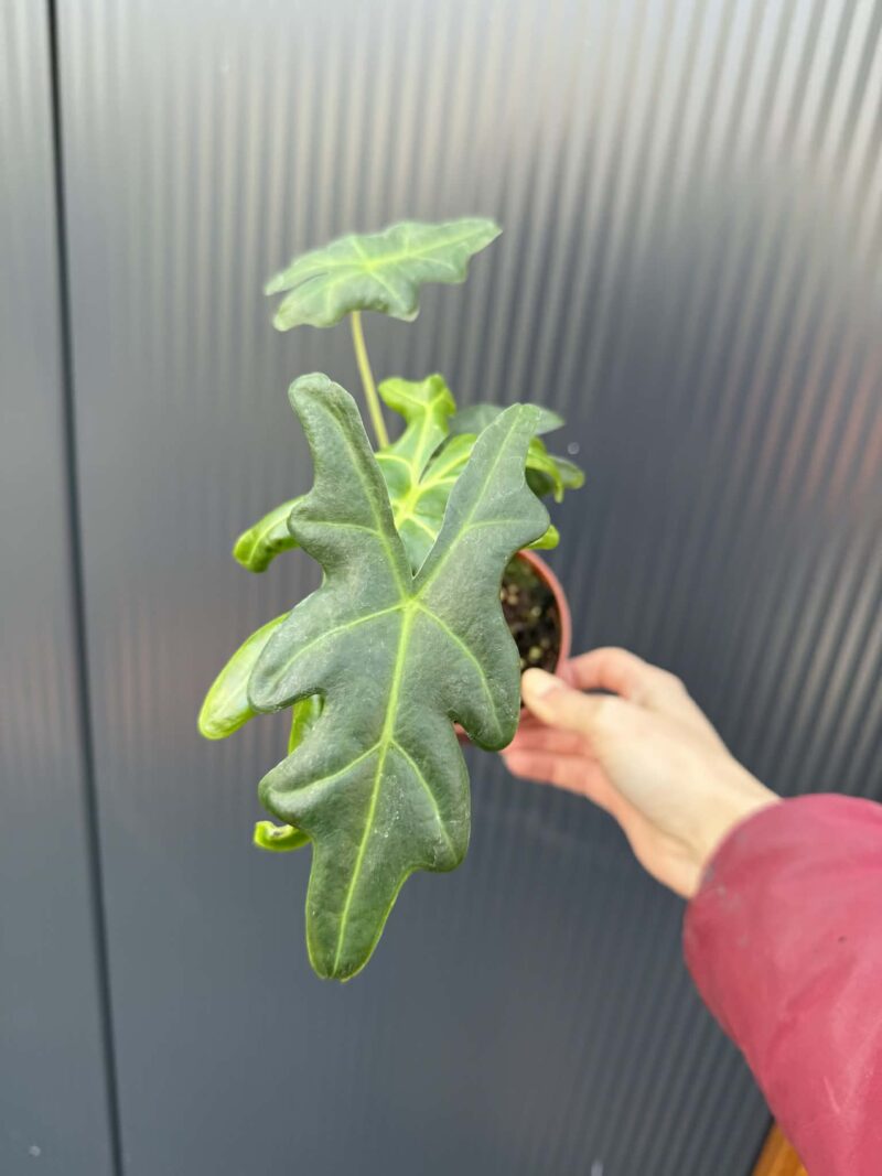Alocasia Portei