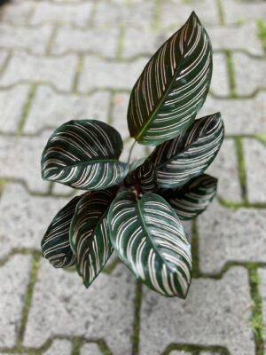 Calathea ornata ‘Sanderiana’