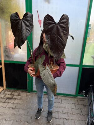 Anthurium Queen of Hearts