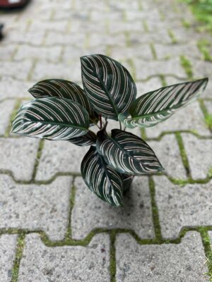 Calathea ornata ‘Sanderiana’