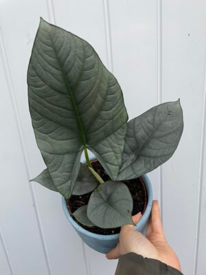 Alocasia Nebula Imperialis
