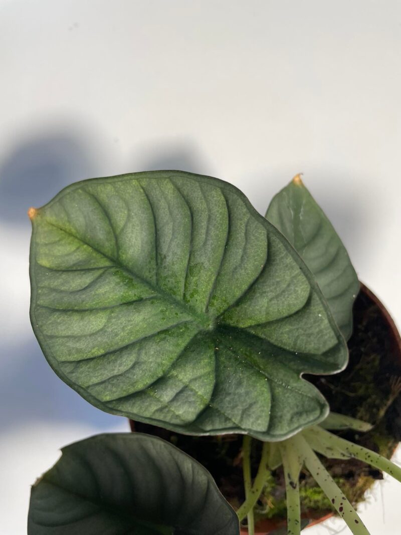 Alocasia Nebula ( mint)