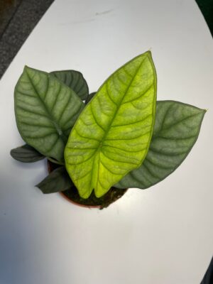 Alocasia Nebula ( mint)