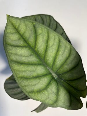 Alocasia Nebula ( mint)