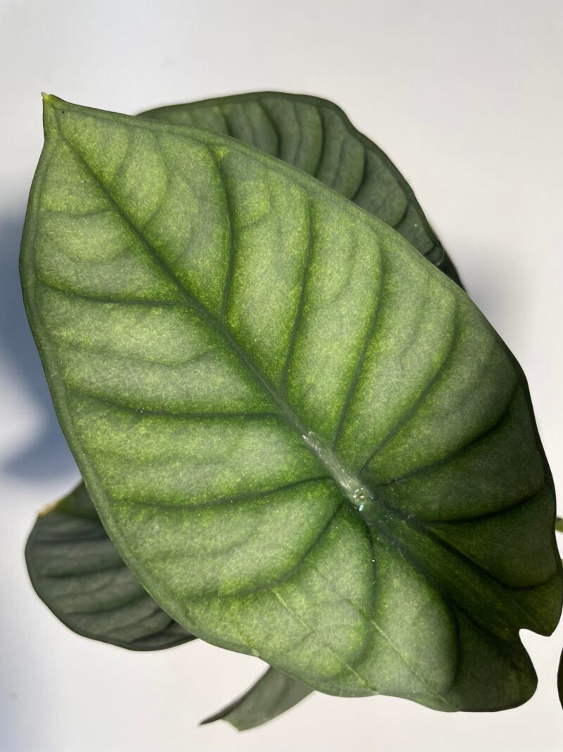 Alocasia Nebula ( mint)