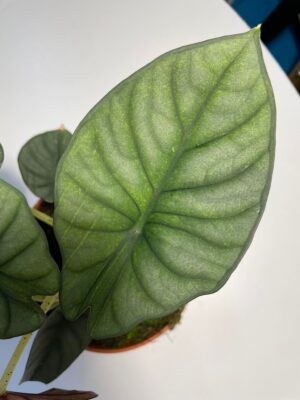 Alocasia Nebula ( mint)