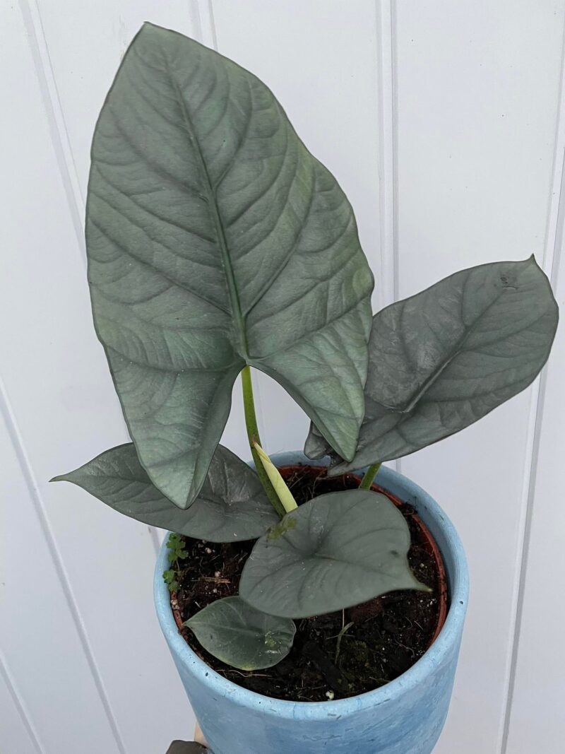 Alocasia Nebula Imperialis Alocasia Nebula Imperialis