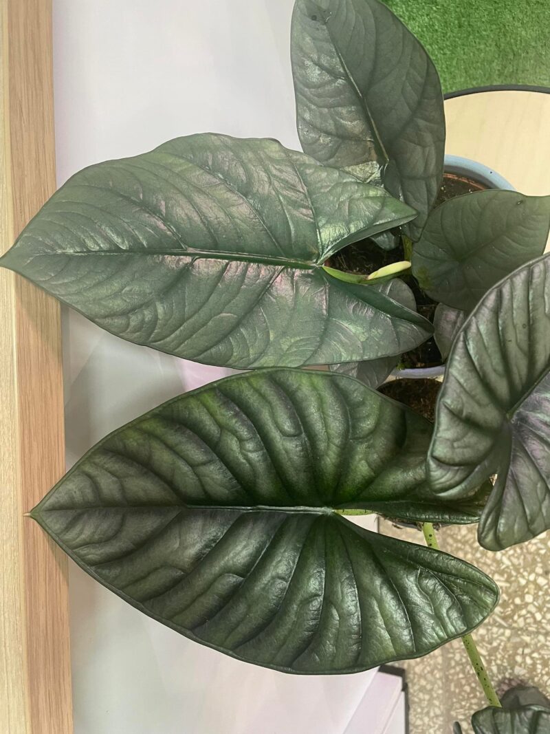 Alocasia Nebula Imperialis