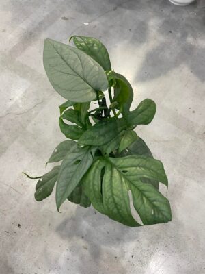 amydrium medium silver