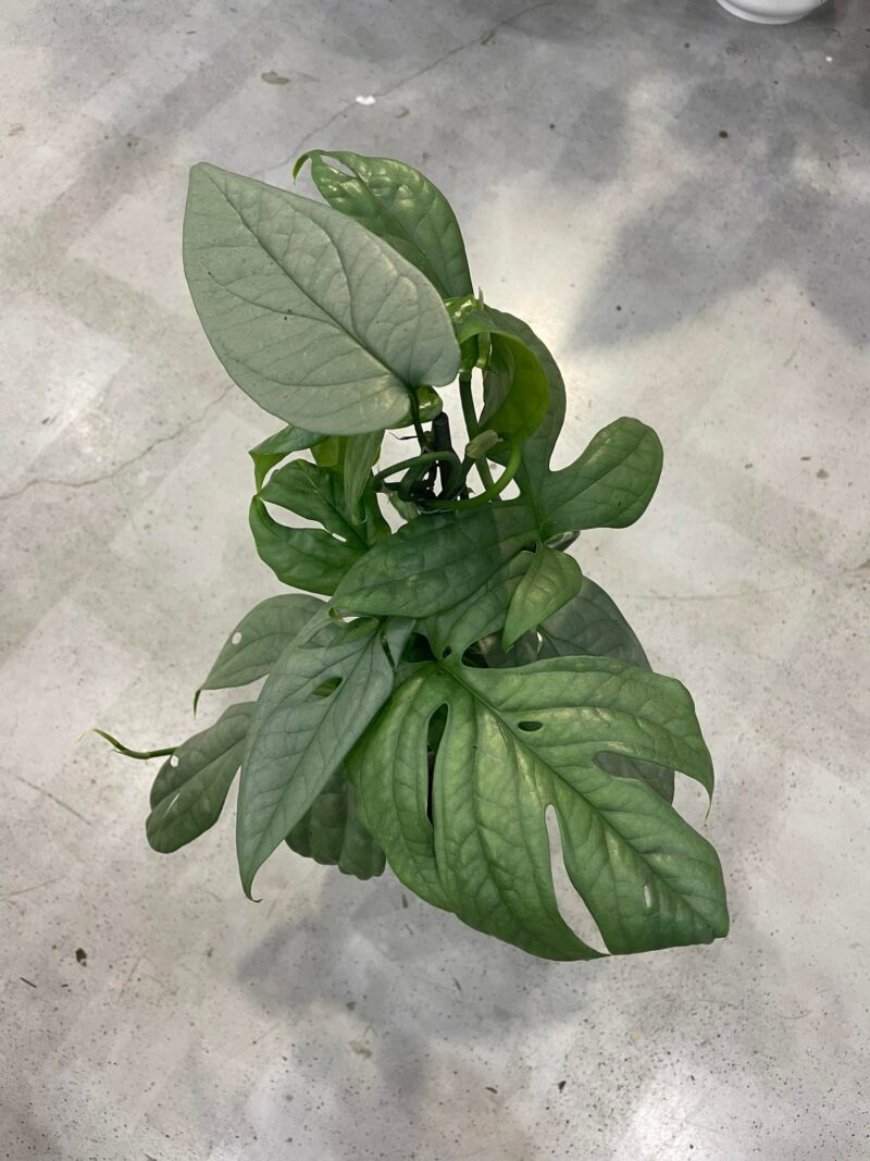 amydrium medium silver