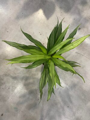 Aglaonema White Lance