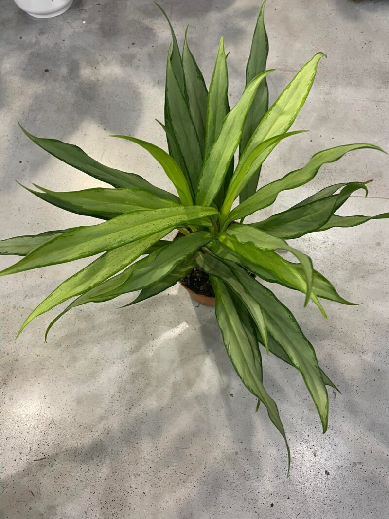 Aglaonema White Lance