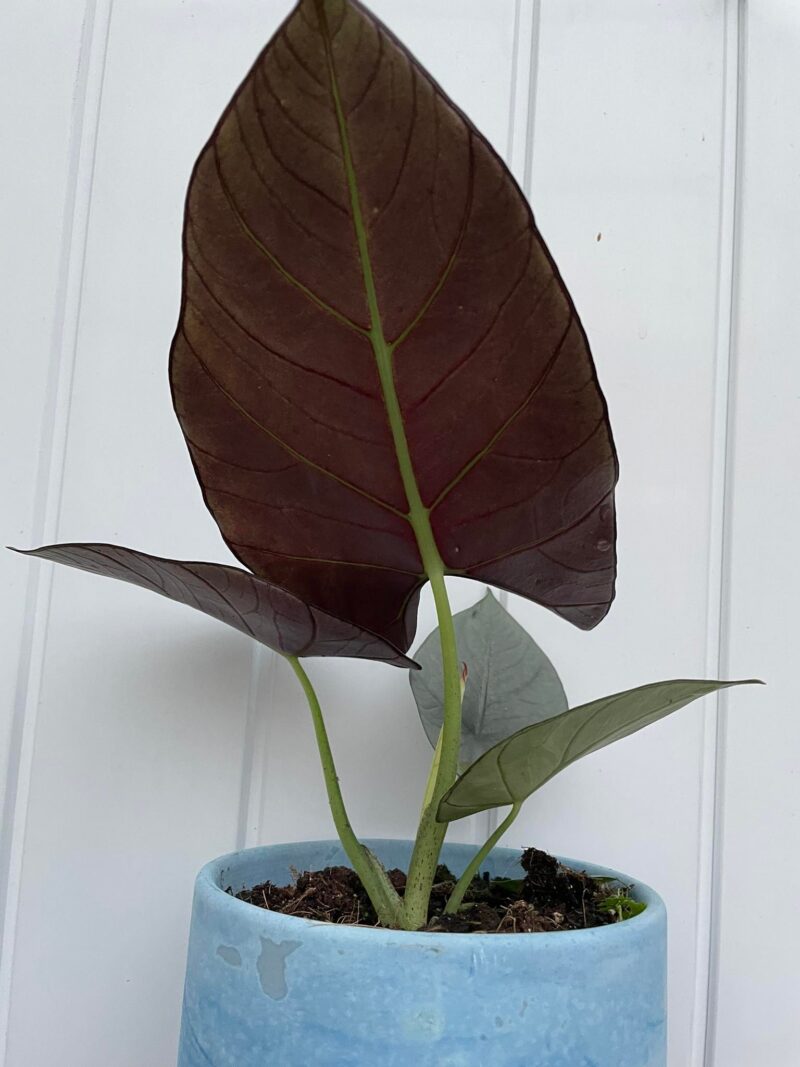 Alocasia Nebula Imperialis