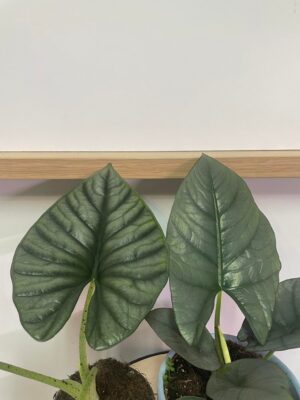 Alocasia Nebula Imperialis