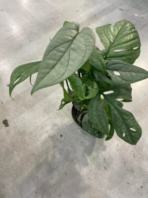 amydrium medium silver