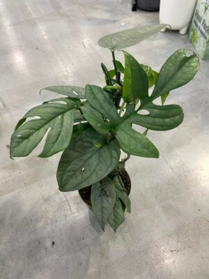 amydrium medium silver