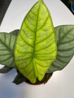 Alocasia Nebula ( mint)