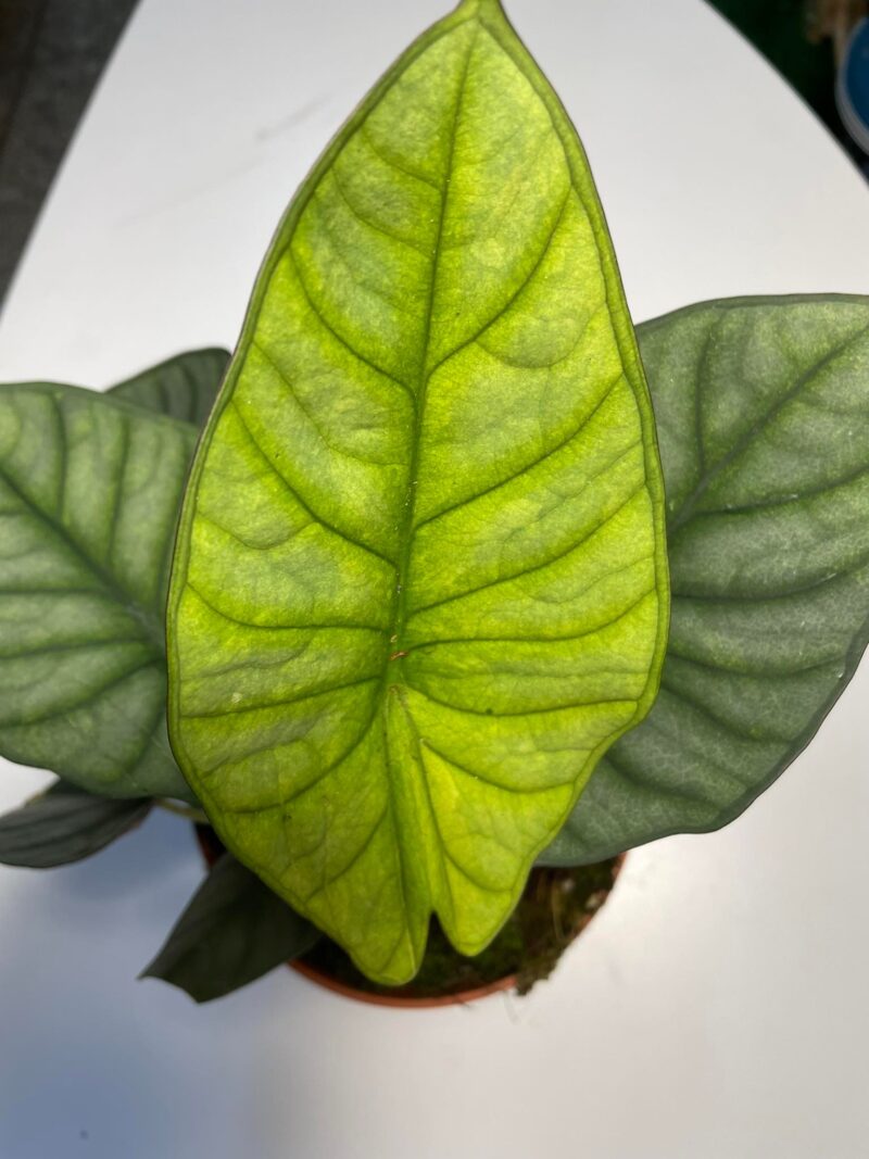 Alocasia Nebula ( mint)