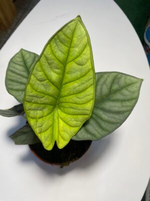 Alocasia Nebula ( mint)